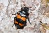 Nicrophorus investigator